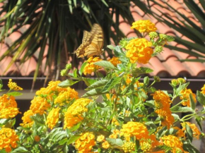 Casa fiorita